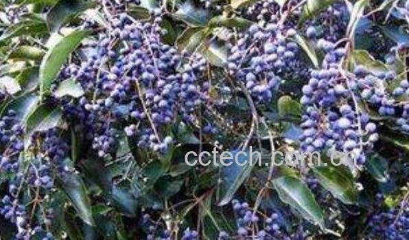 女贞子如何泡酒 女贞子泡酒的方法-0