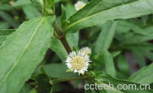 旱莲草的功效与作用 旱莲草的药用价值-0