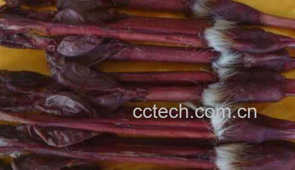 鹿鞭泡酒有什么功效 鹿鞭泡酒的功效与作用-1