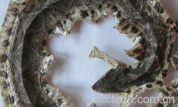 蕲蛇的功效与作用及药用价值-0