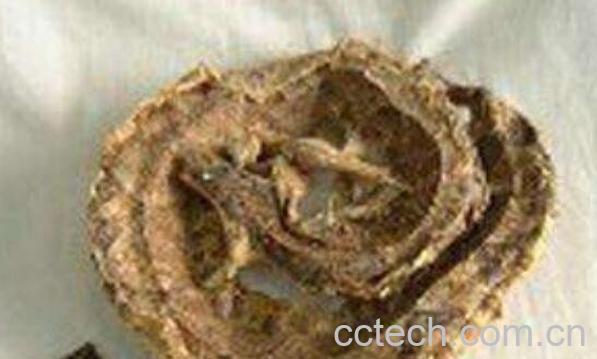 蕲蛇的功效与作用及药用价值-1