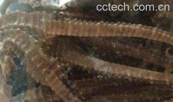 海马怎么泡酒 海马泡酒的配方和教程-1