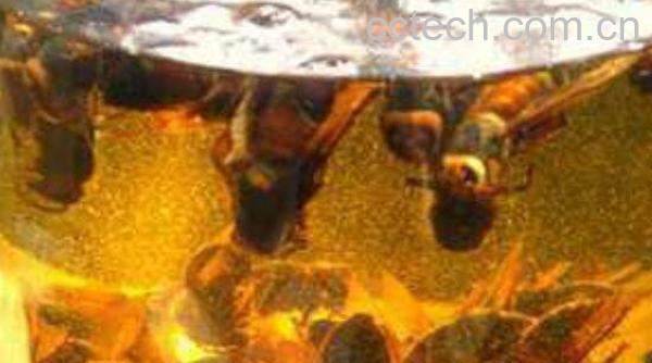 人参蛤蚧酒的功效与作用-0