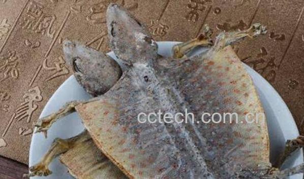 蛤蚧的功效与作用 蛤蚧的吃法-0