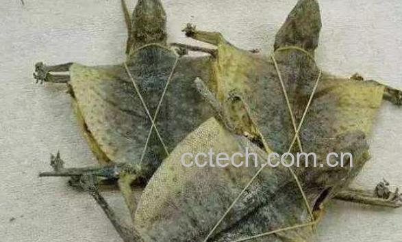 蛤蚧的功效与作用 蛤蚧的吃法-1