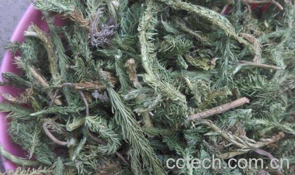 伸筋草的副作用及禁忌 伸筋草的食用方法-0