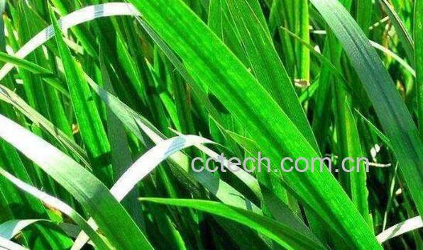 菖蒲泡酒的功效与作用-1