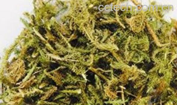 伸筋草的功效与作用 伸筋草泡水喝的功效-1