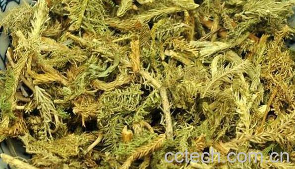 伸筋草的副作用及禁忌 伸筋草的食用方法-1