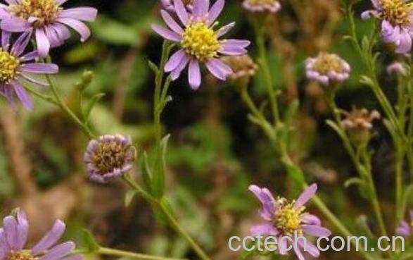 紫苑的功效与作用-0