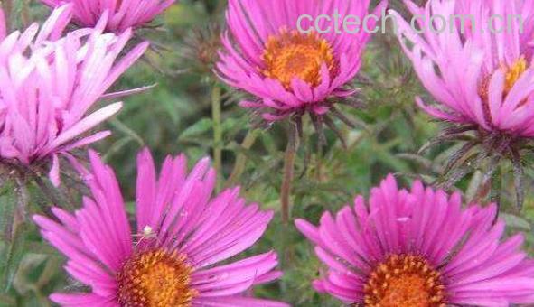 紫苑的功效与作用-1