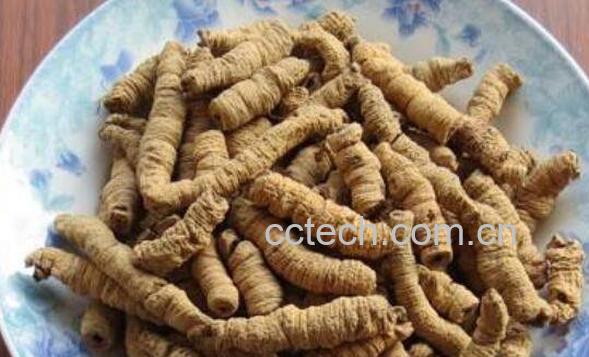 巴戟天和什么一起泡酒 巴戟天泡酒的功效-1