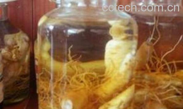 泡人参用什么酒好 人参酒怎么泡-0