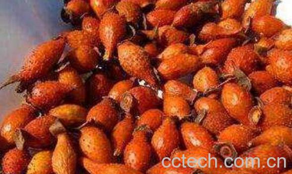 金樱子泡酒如何泡 金樱子泡酒最佳方法-1