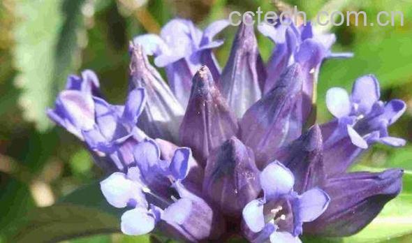 秦艽的功效与作用 秦艽的食用方法和食用禁忌-0