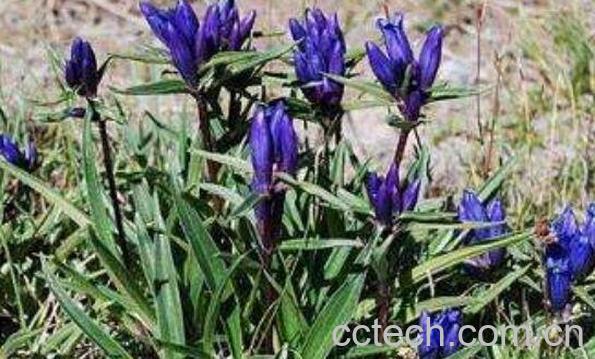 秦艽的功效与作用 秦艽的食用方法和食用禁忌-1