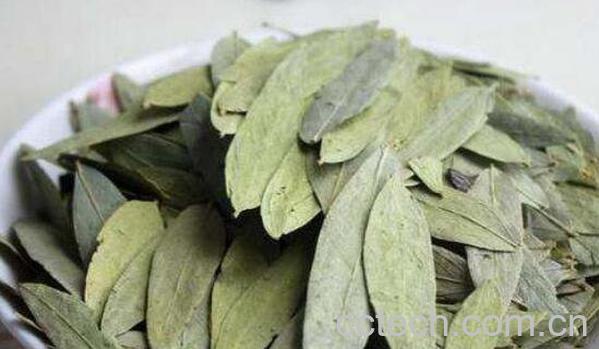 番泻叶的功效与作用及药用价值-0