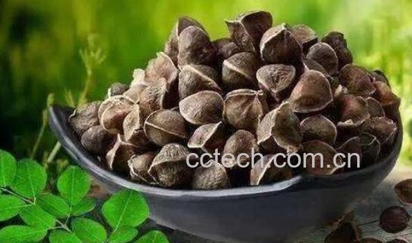 辣木籽的功效与作用 辣木籽怎么吃最好-0