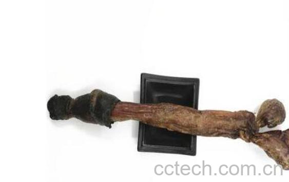 干驴鞭泡酒怎么处理味-0