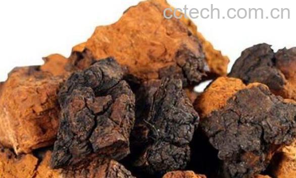 白桦茸的功效与作用 桦树茸是骗局吗-0