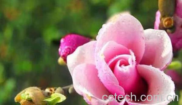 辛夷花有什么用 辛夷花的功效与作用-0