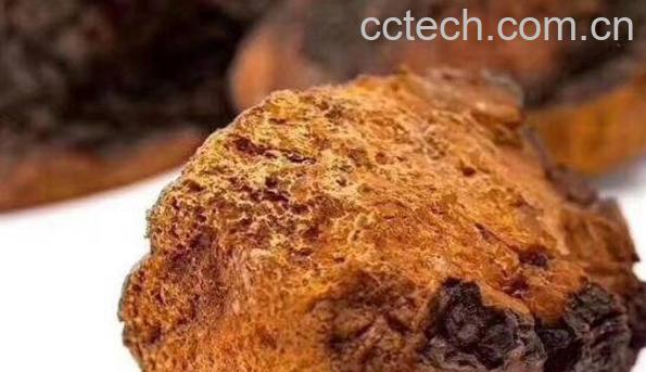 白桦茸的功效与作用 桦树茸是骗局吗-1