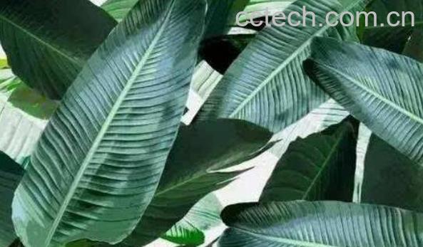 芭蕉叶的功效与作用及药用价值-0