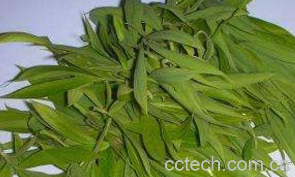 柳叶泡水喝有什么功效-1