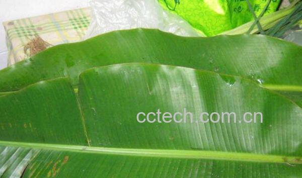 芭蕉叶的功效与作用及药用价值-1