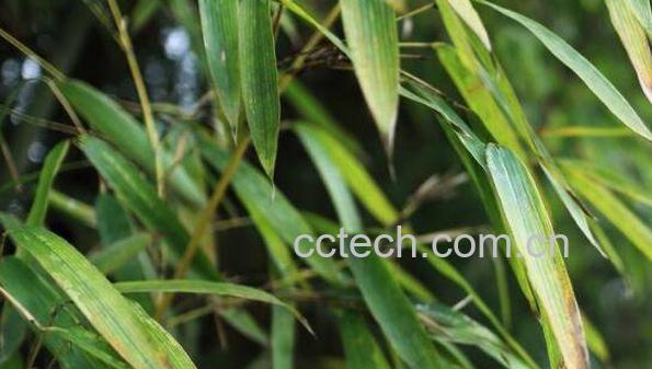 竹叶的功效与作用-0