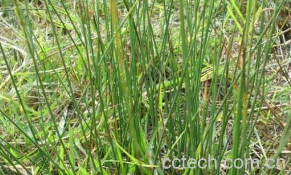 灯心草的功效与作用及食用方法-1