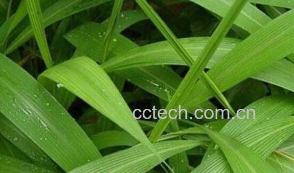 竹叶的功效与作用-1