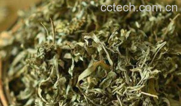 艾叶泡脚有什么好处与坏处-0