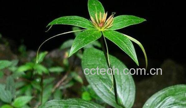 七叶一枝花的功效与作用及禁忌-0