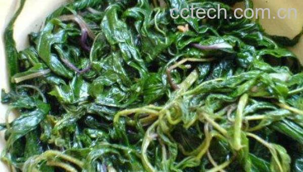 潮汕麻叶的功效与作用-0