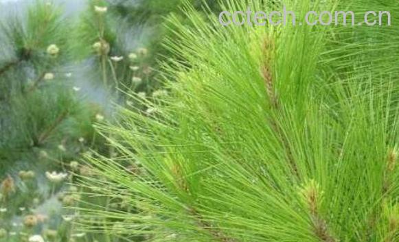 松针枕头的功效与作用-1