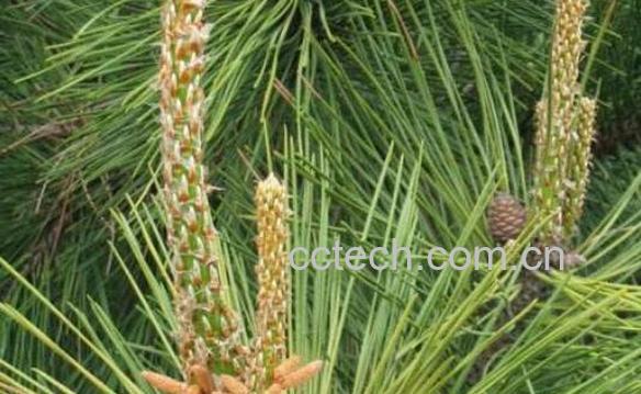 松针枕头的功效与作用-0