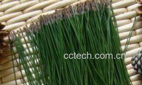 松针泡酒的功效与作用 松针怎么泡酒-0