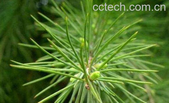 松针泡酒的功效与作用 松针怎么泡酒-1