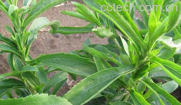 甜叶菊的功效与作用 甜叶菊不能与什么一起吃-0