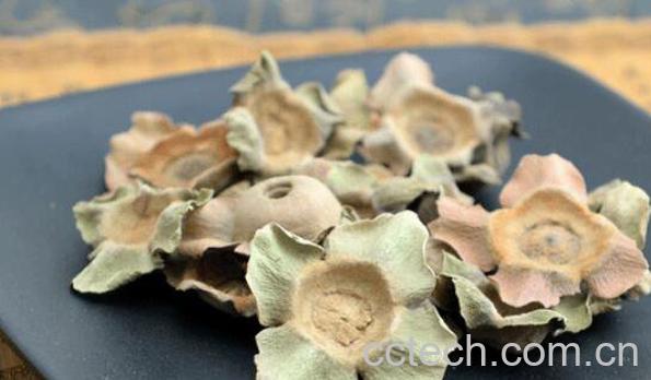 柿蒂的功效与作用 柿蒂的副作用-1