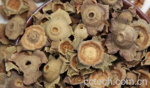 柿蒂的功效与作用 柿蒂的副作用-0