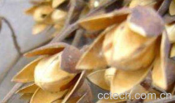 香椿种子泡水的药用价值 香椿种子如何泡水-0