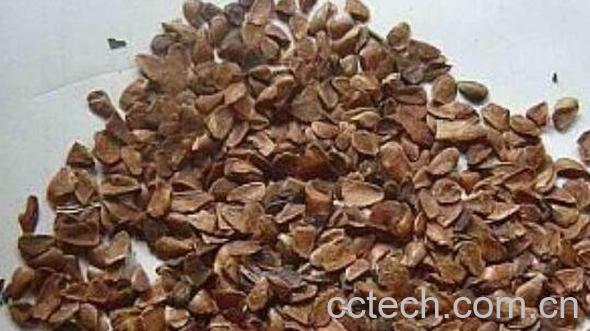 香椿种子泡水的药用价值 香椿种子如何泡水-1