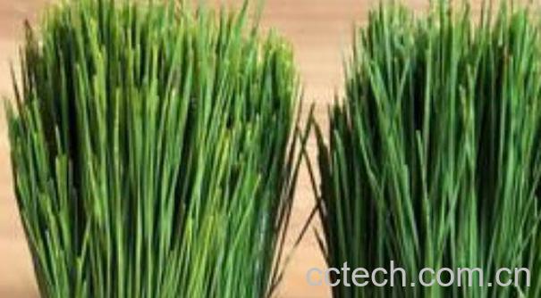 马尾松针的功效与作用 马尾松针的副作用-0