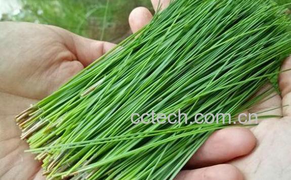 马尾松针的功效与作用 马尾松针的副作用-1