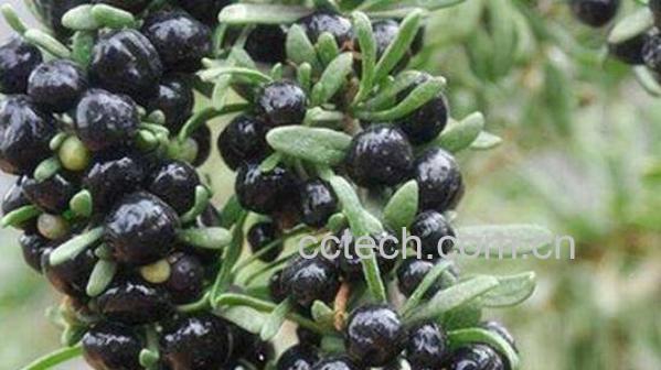 黑仙果的功效和作用 黑仙果怎么吃-0