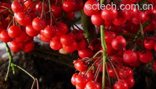 朱砂根的功效与作用 朱砂根怎么养-0