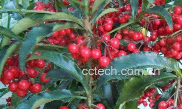 朱砂根的功效与作用 朱砂根怎么养-1