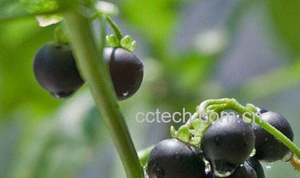 黑果子怎么服用 黑果子的功效与作用-0